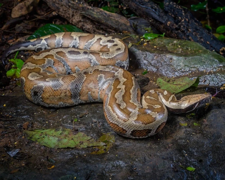 Báu vật Việt Nam: Loài 'mãng xà' mệnh danh kiệt tác tự nhiên đẹp hiếm thấy, cả thế giới chỉ 5 nước có- Ảnh 4.