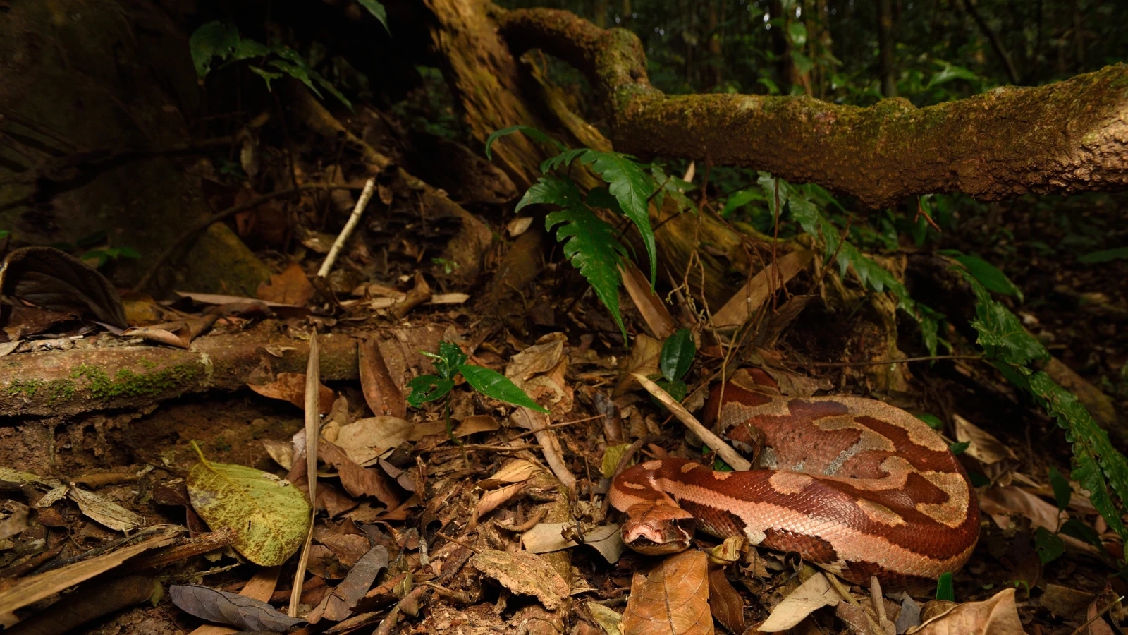 Báu vật Việt Nam: Loài 'mãng xà' mệnh danh kiệt tác tự nhiên đẹp hiếm thấy, cả thế giới chỉ 5 nước có- Ảnh 2.