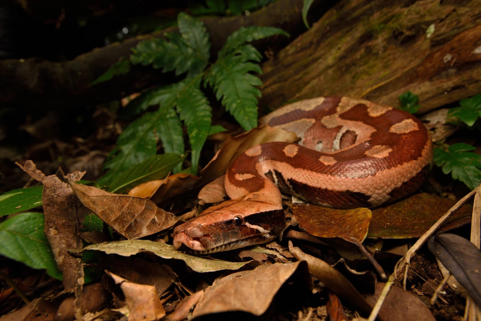 Báu vật Việt Nam: Loài 'mãng xà' mệnh danh kiệt tác tự nhiên đẹp hiếm thấy, cả thế giới chỉ 5 nước có- Ảnh 1.