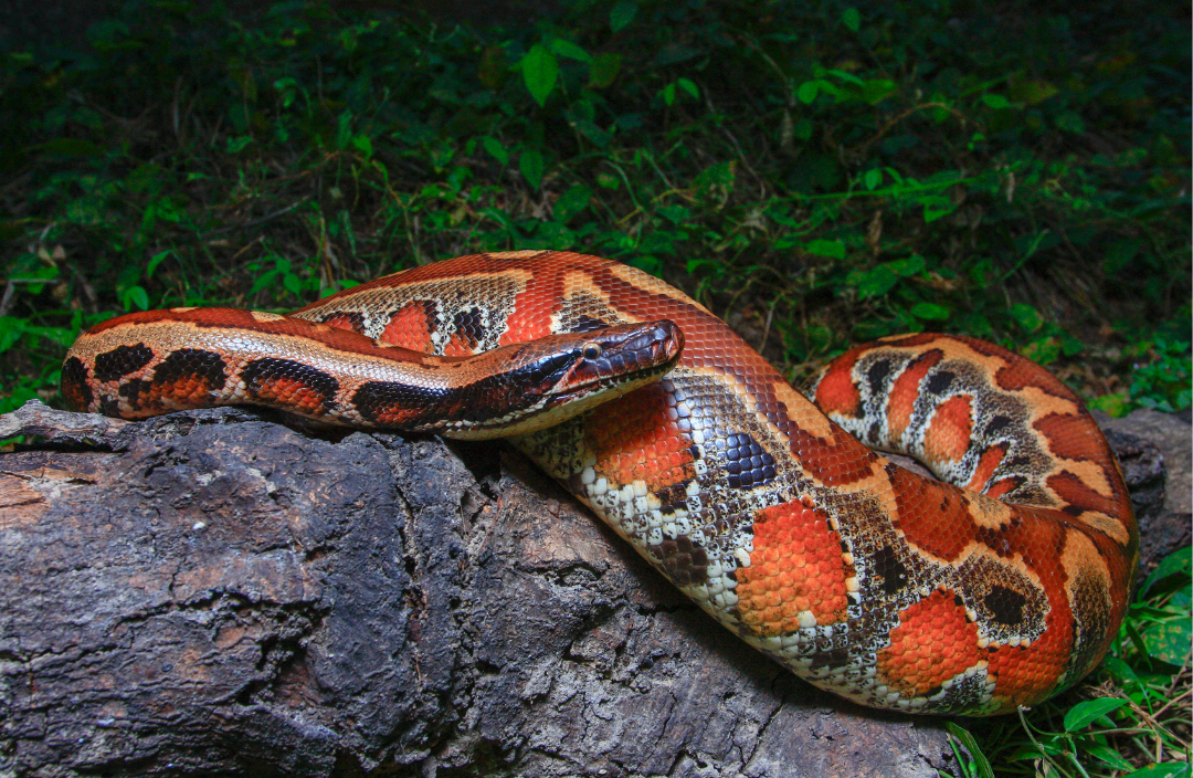 Báu vật Việt Nam: Loài 'mãng xà' mệnh danh kiệt tác tự nhiên đẹp hiếm thấy, cả thế giới chỉ 5 nước có- Ảnh 3.