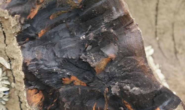 Cả công trường dừng thi công khẩn cấp vì máy xúc đào trúng cây gỗ dài 40m, toả mùi hương: Chuyên gia khẳng định "báu vật" này không dưới 349 tỷ đồng- Ảnh 2.