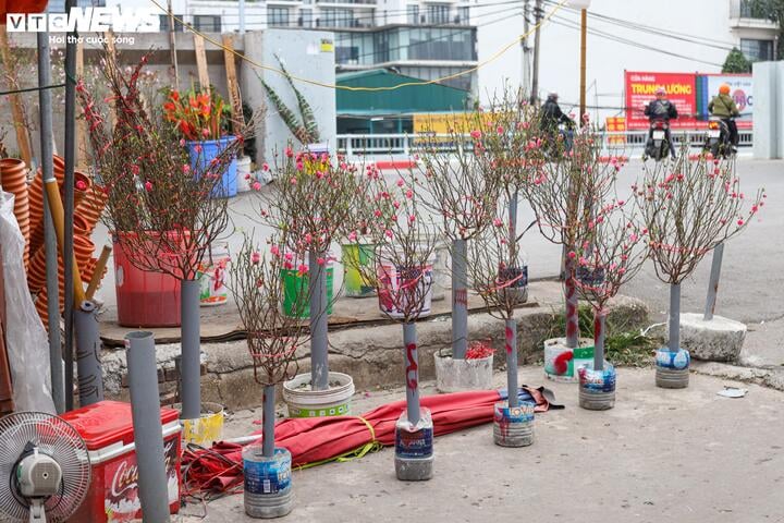 Đào, lộc sừng sắc trên phố, người Hà Nội thích thú đón Tết Ất Tỵ sớm- Ảnh 4.