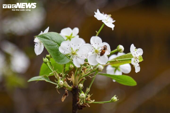 Đào, xích sắc trên phố, người Hà Nội thích thú đón Tết Ất Tỵ sớm- Ảnh 10.