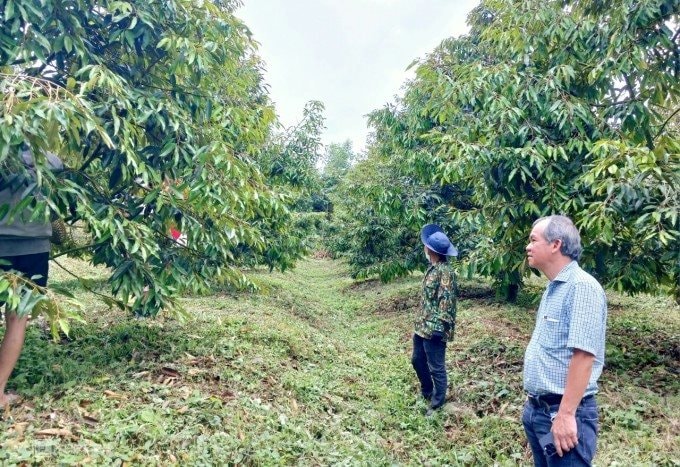 Bầu Đức tiết lộ chiến lược “lấy ngắn nuôi dài”: Hoàng Anh Gia Lai tăng diện tích trồng sầu riêng gấp đôi, trồng chuối thêm 40%- Ảnh 2.