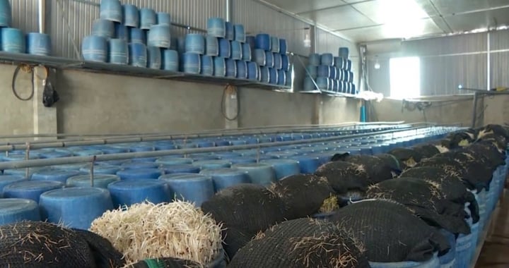 Bách Hóa Xanh thu hồi giá đỗ nhiễm hóa chất ở Đắk Lắk- Ảnh 1.