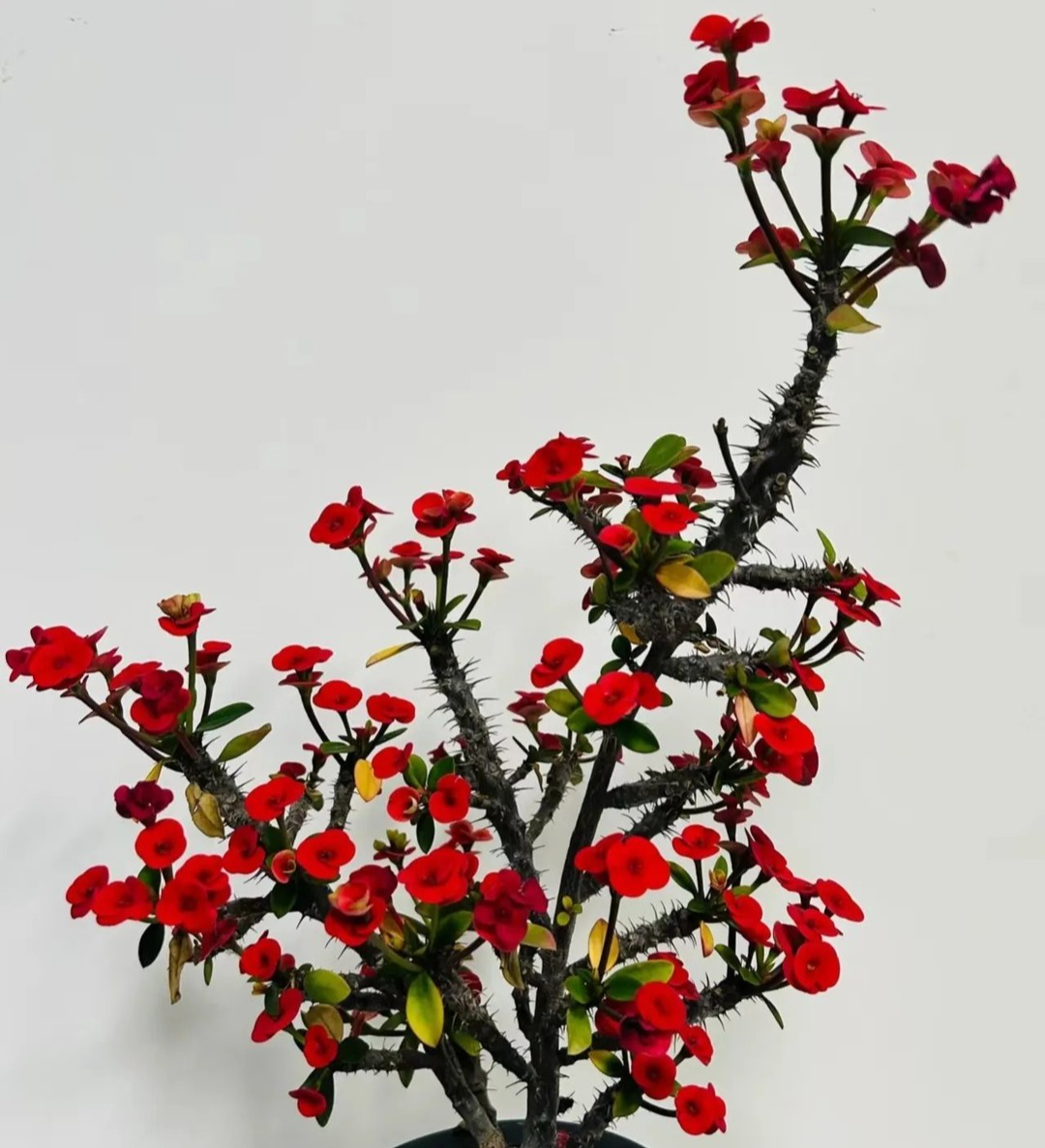 Xin khẳng định: Chỉ người EQ thấp Xin khẳng định: Chỉ người EQ thấp