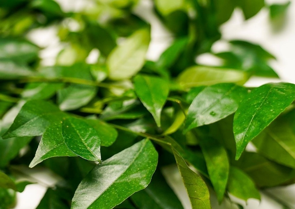 Loại lá thơm phức là "kho" dinh dưỡng cực bổ, ở Việt Nam đi đâu cũng thấy- Ảnh 1. Loại lá thơm phức là "kho" dinh dưỡng cực bổ, ở Việt Nam đi đâu cũng thấy- Ảnh 1.
