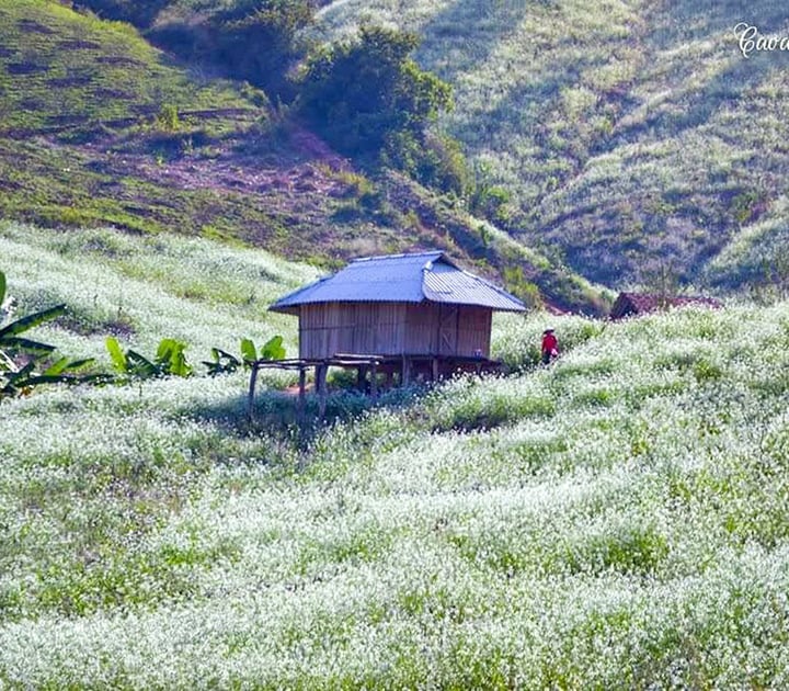 Những địa điểm du lịch ở Mộc Châu đẹp mê mẩn- Ảnh 7.