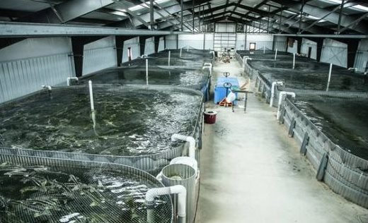 Sản vật tỷ đô của Việt Nam đang liên tục được Malaysia săn lùng: Nước ta xuất khẩu vượt xa cả thế giới, thu về hàng tỷ USD- Ảnh 1.