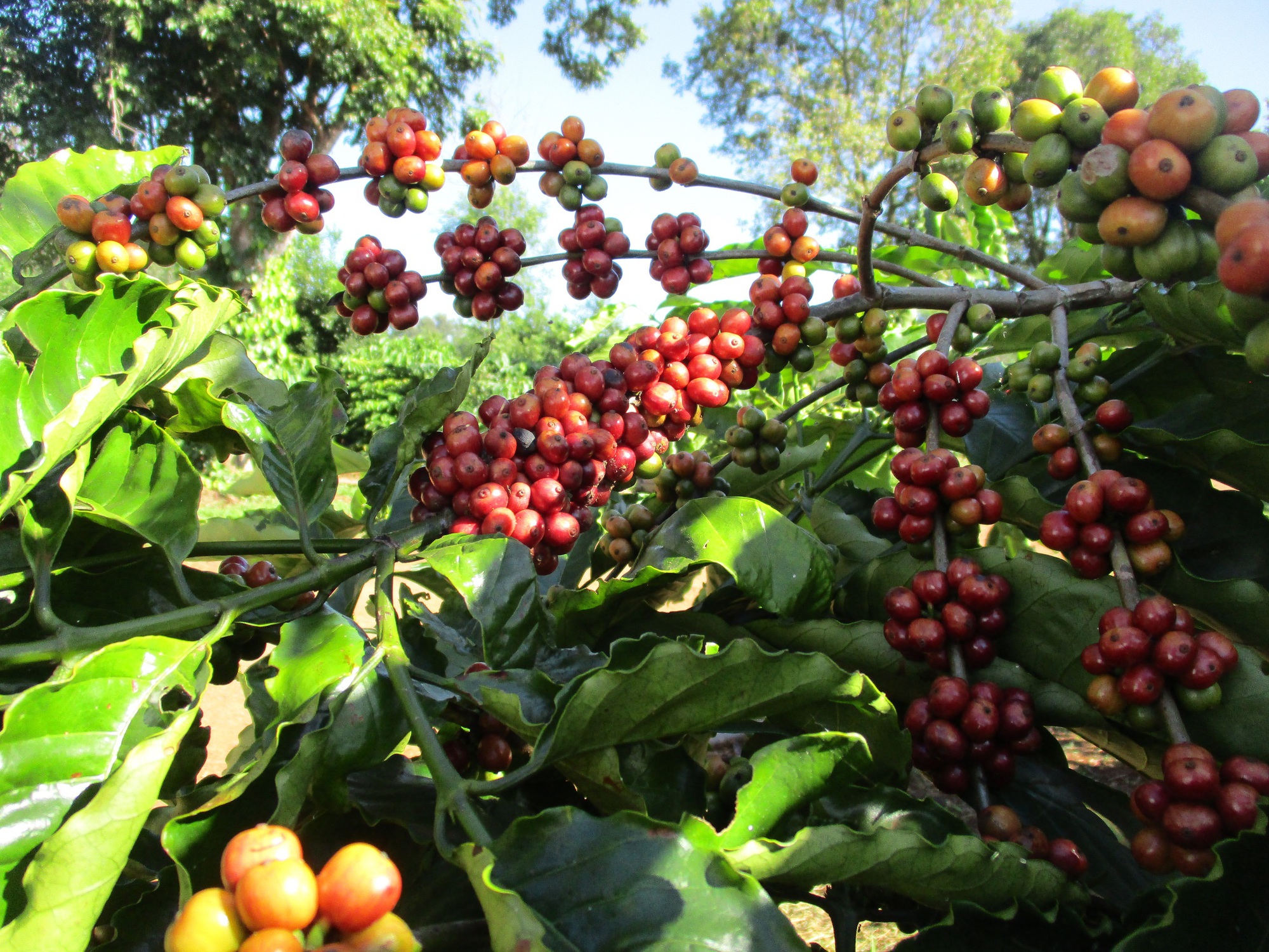 Giá cà phê hôm nay 8-12: Lên mức cao, nhiều nông dân thành tỉ phú- Ảnh 2. Giá cà phê hôm nay 8-12: Lên mức cao, nhiều nông dân thành tỉ phú- Ảnh 2.