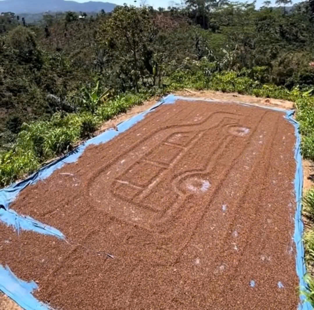 Giá cà phê hôm nay 8-12: Lên mức cao, nhiều nông dân thành tỉ phú- Ảnh 1. Giá cà phê hôm nay 8-12: Lên mức cao, nhiều nông dân thành tỉ phú- Ảnh 1.