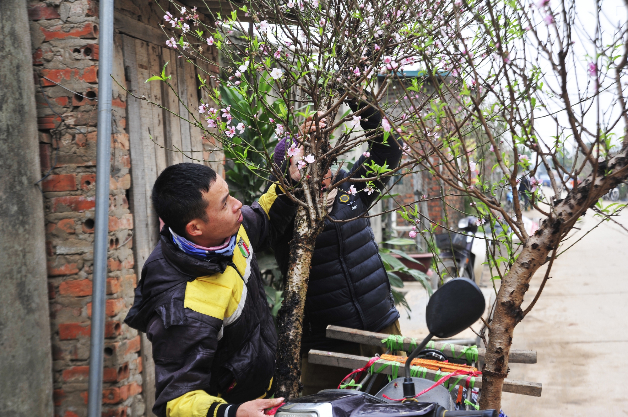 Khi đến tuổi thu hoạch, đào huyền có sức sống mãnh liệt, thân cành mập, bóng và lá xanh mướt. Điểm nổi bật của đào dáng huyền là tất cả các nhánh nhỏ vươn theo một hướng, cành lá đâm chồi, nảy lộc thường rất đúng thời điểm. Nếu không gian rộng gia chủ có thể chọn cành to tùy theo ý thích nên rất đẹp mắt và di chuyển cũng dễ.