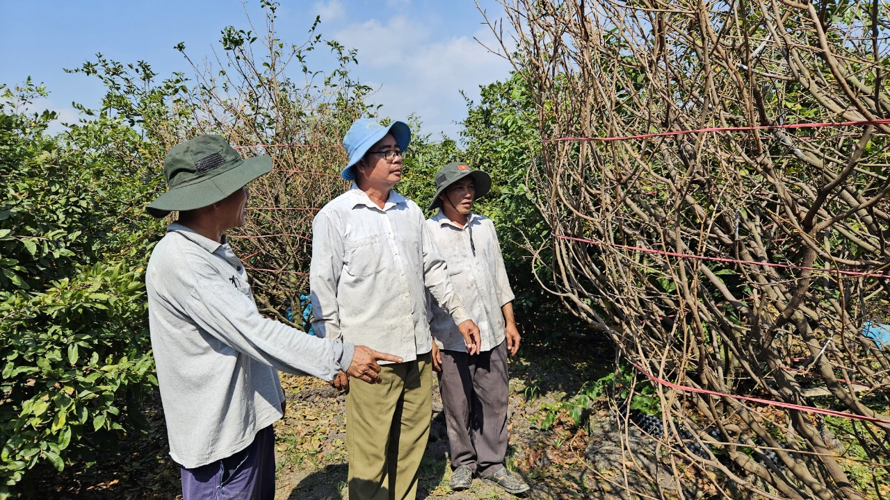 Những tỉ phú nông dân ở làng mai Bình Lợi  - Ảnh 6.