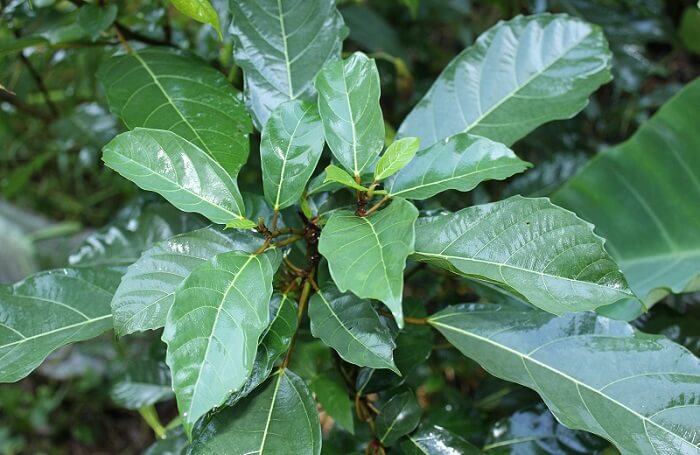 3 loại lá là “thuốc” hạ đường huyết tự nhiên, giảm mỡ máu, tốt cho tim mạch: Mọc dại đầy Việt nam - Ảnh 1. 3 loại lá là “thuốc” hạ đường huyết tự nhiên, giảm mỡ máu, tốt cho tim mạch: Mọc dại đầy Việt nam - Ảnh 1.