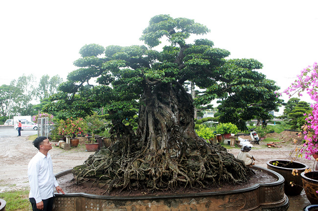 Top 3 siêu cây “dáng Rồng” đắt nhất Việt Nam: Có cây 50 tấn, giá hàng trăm tỷ đồng- Ảnh 2.