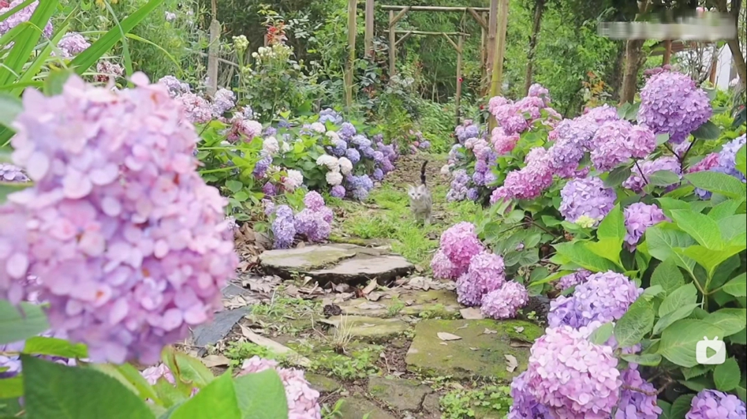 Rời bỏ thành phố, cặp vợ chồng về quê thuê 1 căn nhà cũ và cải tạo lại, sống một cách thảnh thơi- Ảnh 13. Rời bỏ thành phố, cặp vợ chồng về quê thuê 1 căn nhà cũ và cải tạo lại, sống một cách thảnh thơi- Ảnh 13.