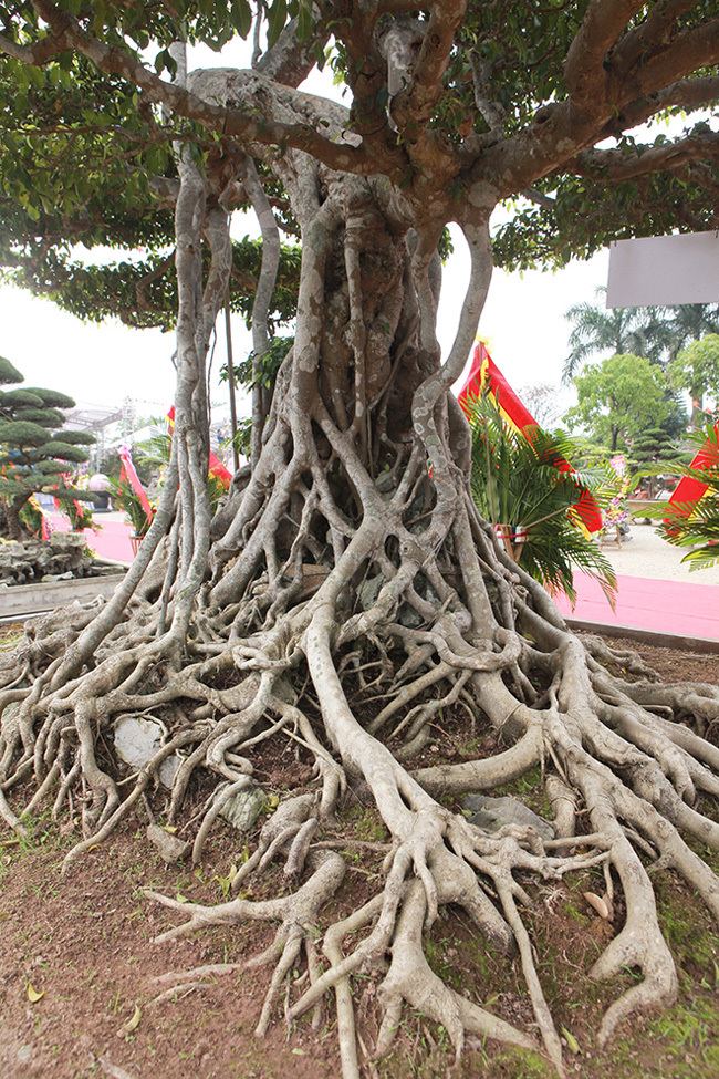 Top 3 siêu cây “dáng Rồng” đắt nhất Việt Nam: Có cây 50 tấn, giá hàng trăm tỷ đồng- Ảnh 5.
