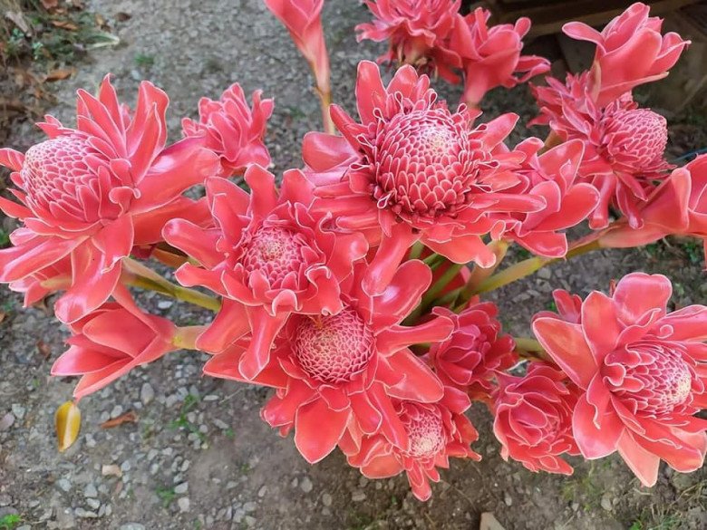 Loài hoa nghe tên đã thấy lộc lá, vừa ngắm vừa ăn được hội chị em săn lùng ngày vía Thần Tài- Ảnh 1. Loài hoa nghe tên đã thấy lộc lá, vừa ngắm vừa ăn được hội chị em săn lùng ngày vía Thần Tài- Ảnh 1.