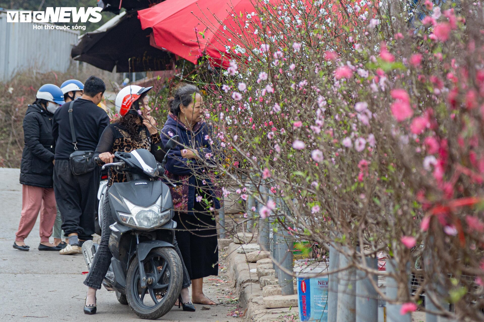 Tiểu thương 'xả' đào, quất sau Tết, bán giá rẻ như cho - Ảnh 6.