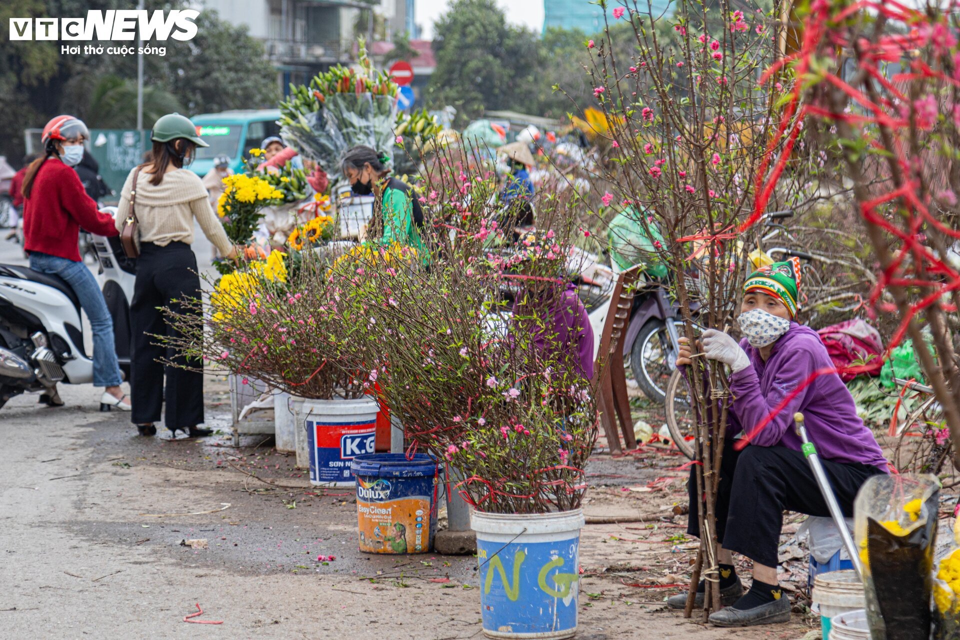 Tiểu thương 'xả' đào, quất sau Tết, bán giá rẻ như cho - Ảnh 8.