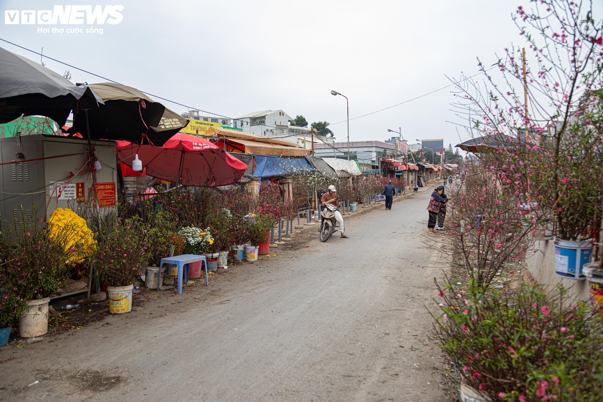 Tiểu thương 'xả' đào, quất sau Tết, bán giá rẻ như cho - Ảnh 2.