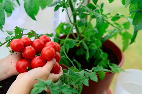 Ăn một nửa quả này mỗi ngày cũng có thể trẻ hóa mạch máu, ngừa lão hóa, bác sĩ Nhật Bản chỉ ra cách hấp thụ tốt nhất- Ảnh 4. Ăn một nửa quả này mỗi ngày cũng có thể trẻ hóa mạch máu, ngừa lão hóa, bác sĩ Nhật Bản chỉ ra cách hấp thụ tốt nhất- Ảnh 4.