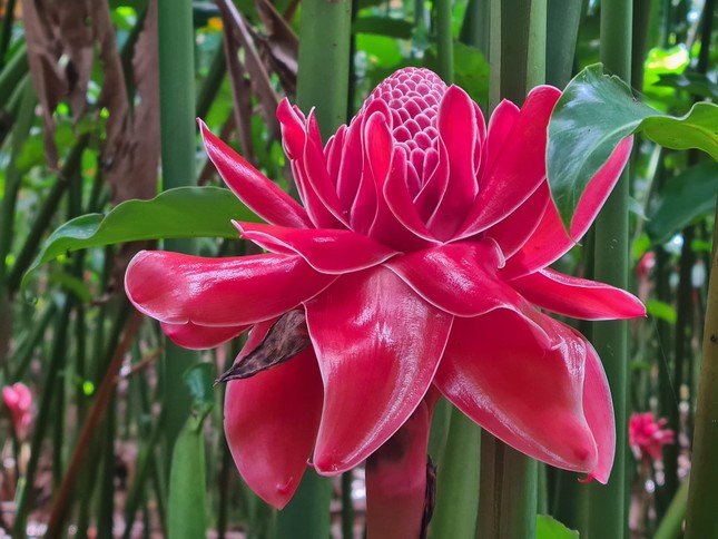 Công dụng tuyệt vời của loài sen đa lộc được nhiều người săn đón ngày vía Thần tài - Ảnh 2. Công dụng tuyệt vời của loài sen đa lộc được nhiều người săn đón ngày vía Thần tài - Ảnh 2.