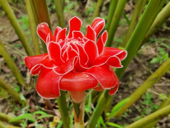 Công dụng tuyệt vời của loài sen đa lộc được nhiều người săn đón ngày vía Thần tài - Ảnh 1. Công dụng tuyệt vời của loài sen đa lộc được nhiều người săn đón ngày vía Thần tài - Ảnh 1.