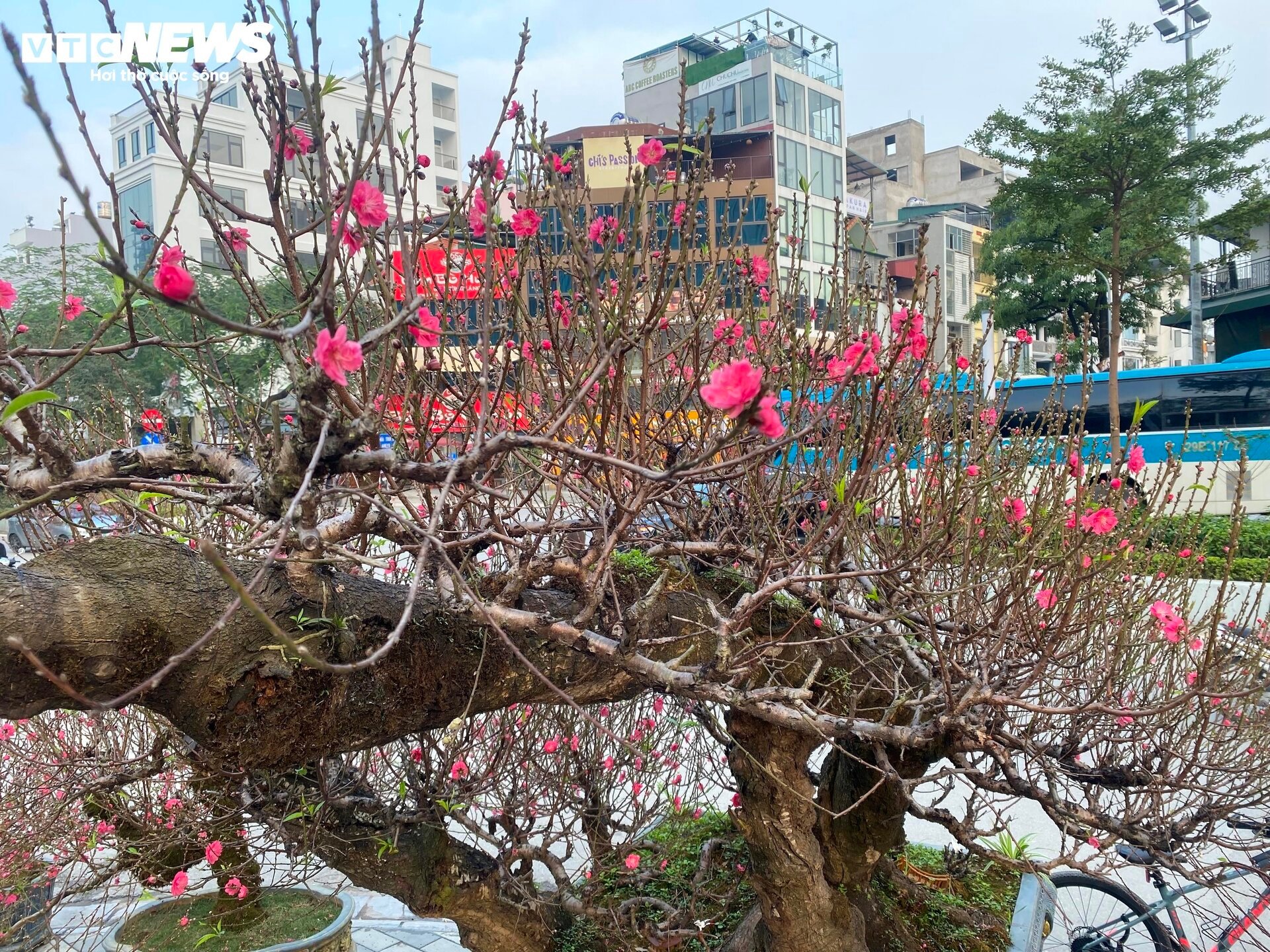 Cận cảnh cây đào nổi bật nhất làng Nhật Tân, giá cho thuê 100 triệu đồng - Ảnh 13.