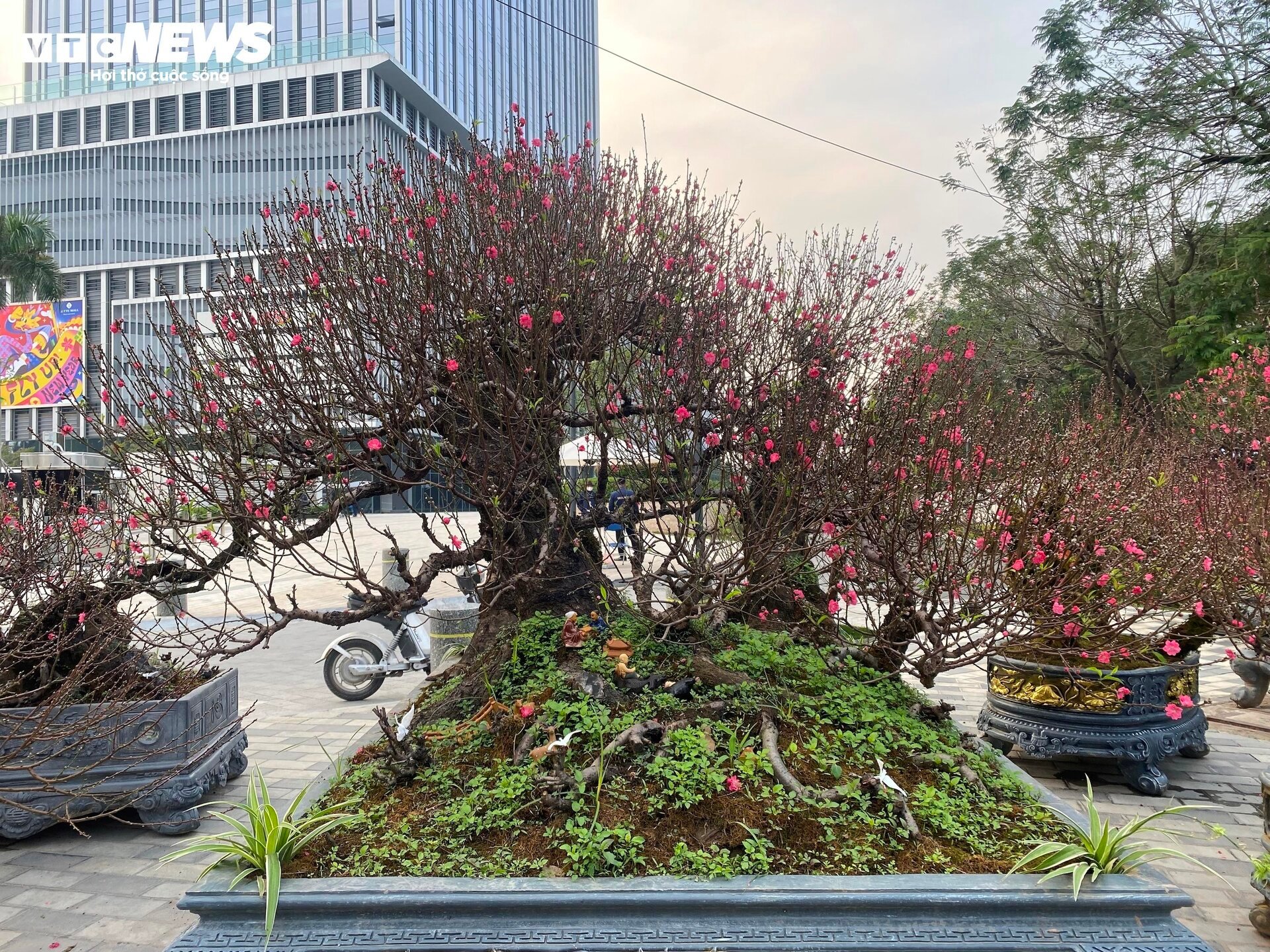 Cận cảnh cây đào nổi bật nhất làng Nhật Tân, giá cho thuê 100 triệu đồng - Ảnh 14.