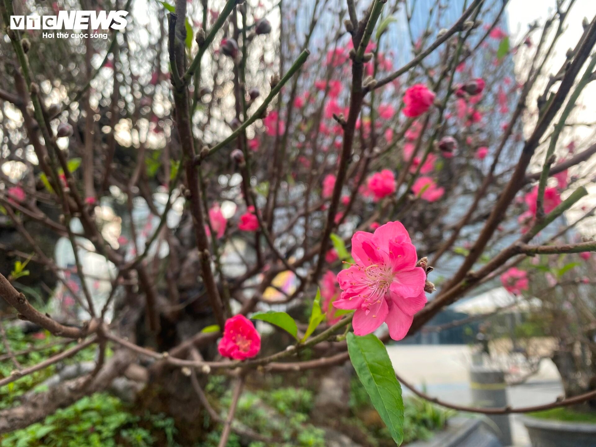 Cận cảnh cây đào nổi bật nhất làng Nhật Tân, giá cho thuê 100 triệu đồng - Ảnh 10.