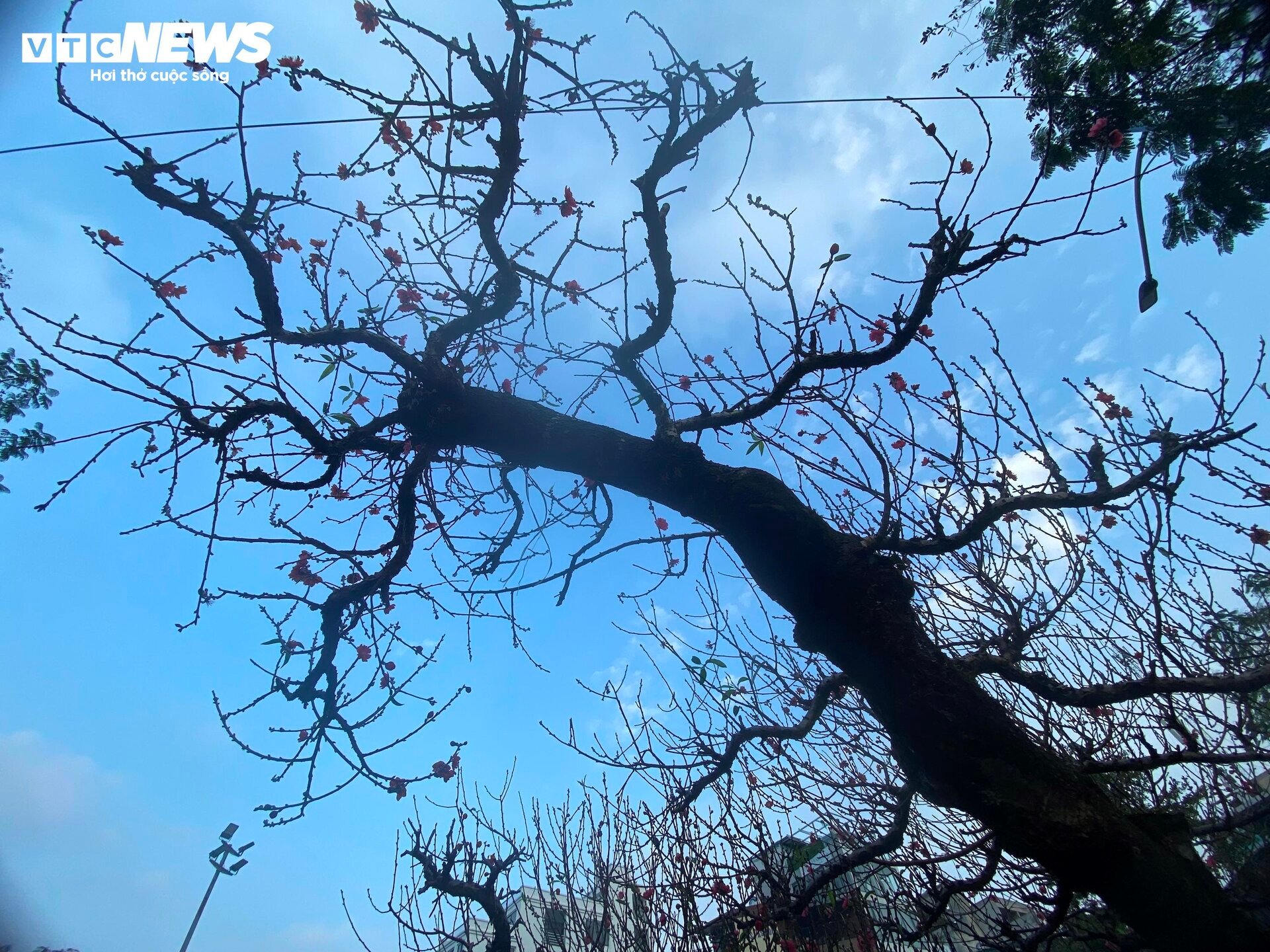 Cận cảnh cây đào nổi bật nhất làng Nhật Tân, giá cho thuê 100 triệu đồng - Ảnh 11.