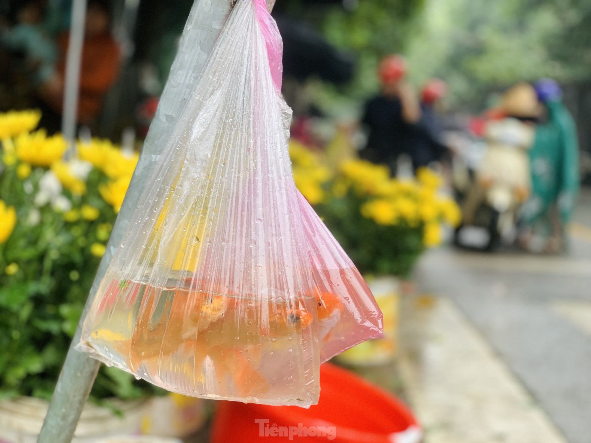 Ế 'vật cưỡi' ông Công ông Táo, dân nóng ruột chờ khách - Ảnh 9.