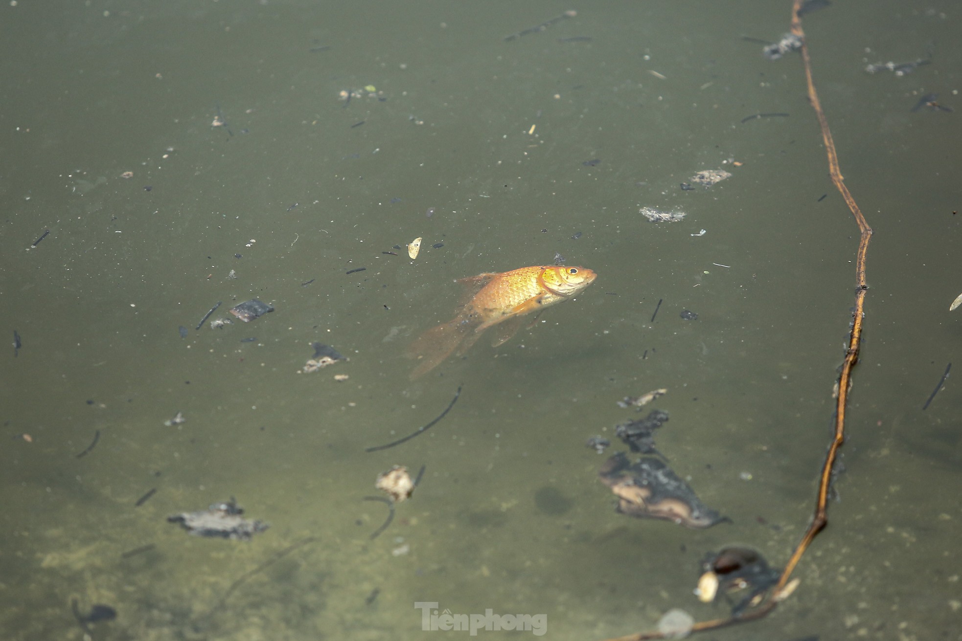 Người thả cá kẻ thả tro hương, mặt nước hồ ‘biến dị’ trong ngày ông Công ông Táo - Ảnh 21.