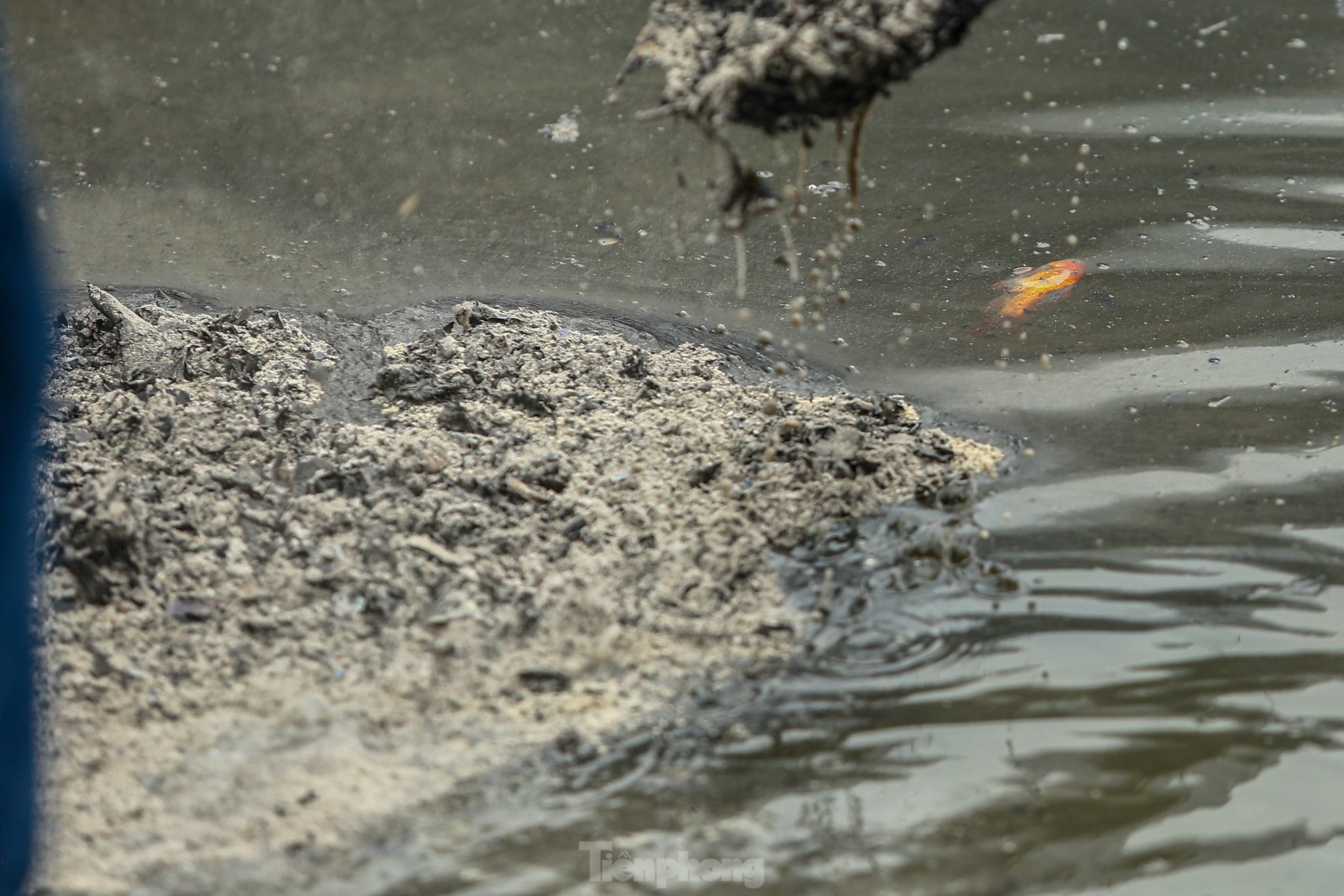 Người thả cá kẻ thả tro hương, mặt nước hồ ‘biến dị’ trong ngày ông Công ông Táo - Ảnh 7.