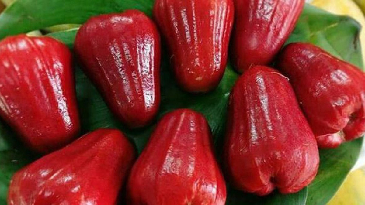 1 loại quả ngọt nhưng là “thần dược” hạ đường huyết: Ăn vào còn bổ xương, dưỡng thận hiệu quả - Ảnh 3. 1 loại quả ngọt nhưng là “thần dược” hạ đường huyết: Ăn vào còn bổ xương, dưỡng thận hiệu quả - Ảnh 3.