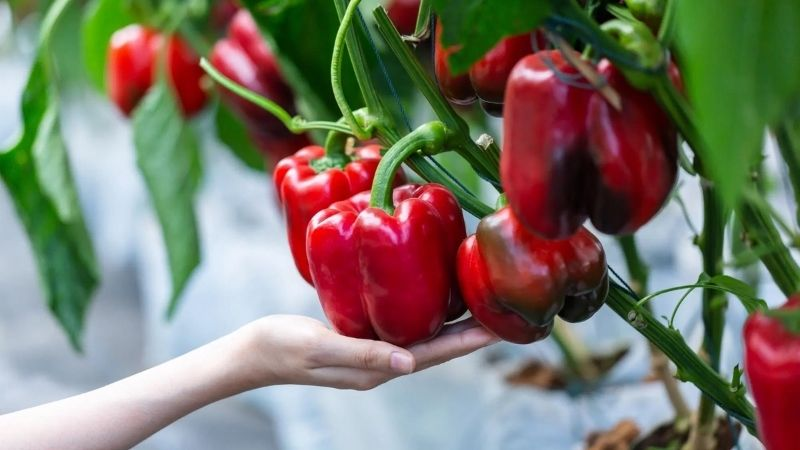 Loại quả vừa ngọt vừa hăng, lại là “vựa vitamin C” gấp 2-3 lần cam chanh, ví như Loại quả vừa ngọt vừa hăng, lại là “vựa vitamin C” gấp 2-3 lần cam chanh, ví như