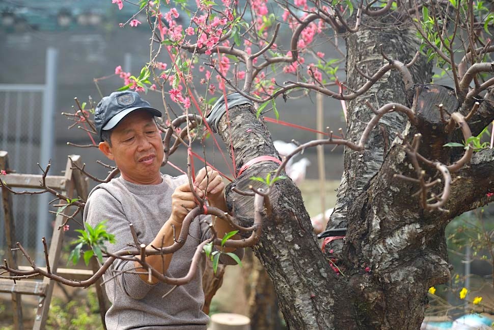 'Hái ra tiền' từ dịch vụ hồi sinh đào sau Tết - Ảnh 5. 'Hái ra tiền' từ dịch vụ hồi sinh đào sau Tết - Ảnh 5.