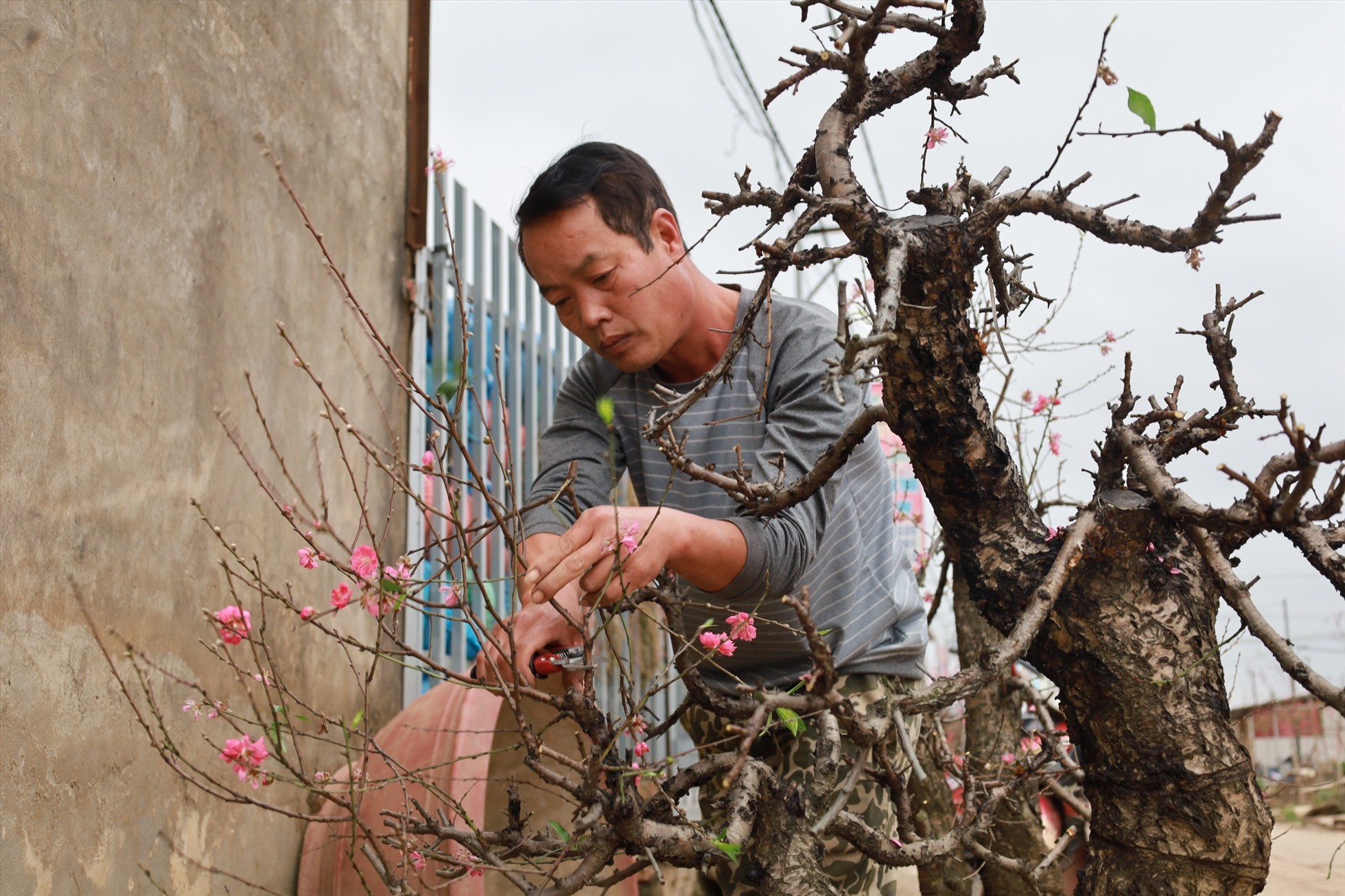 'Hái ra tiền' từ dịch vụ hồi sinh đào sau Tết - Ảnh 8. 'Hái ra tiền' từ dịch vụ hồi sinh đào sau Tết - Ảnh 8.
