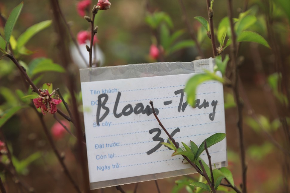'Hái ra tiền' từ dịch vụ hồi sinh đào sau Tết - Ảnh 10. 'Hái ra tiền' từ dịch vụ hồi sinh đào sau Tết - Ảnh 10.