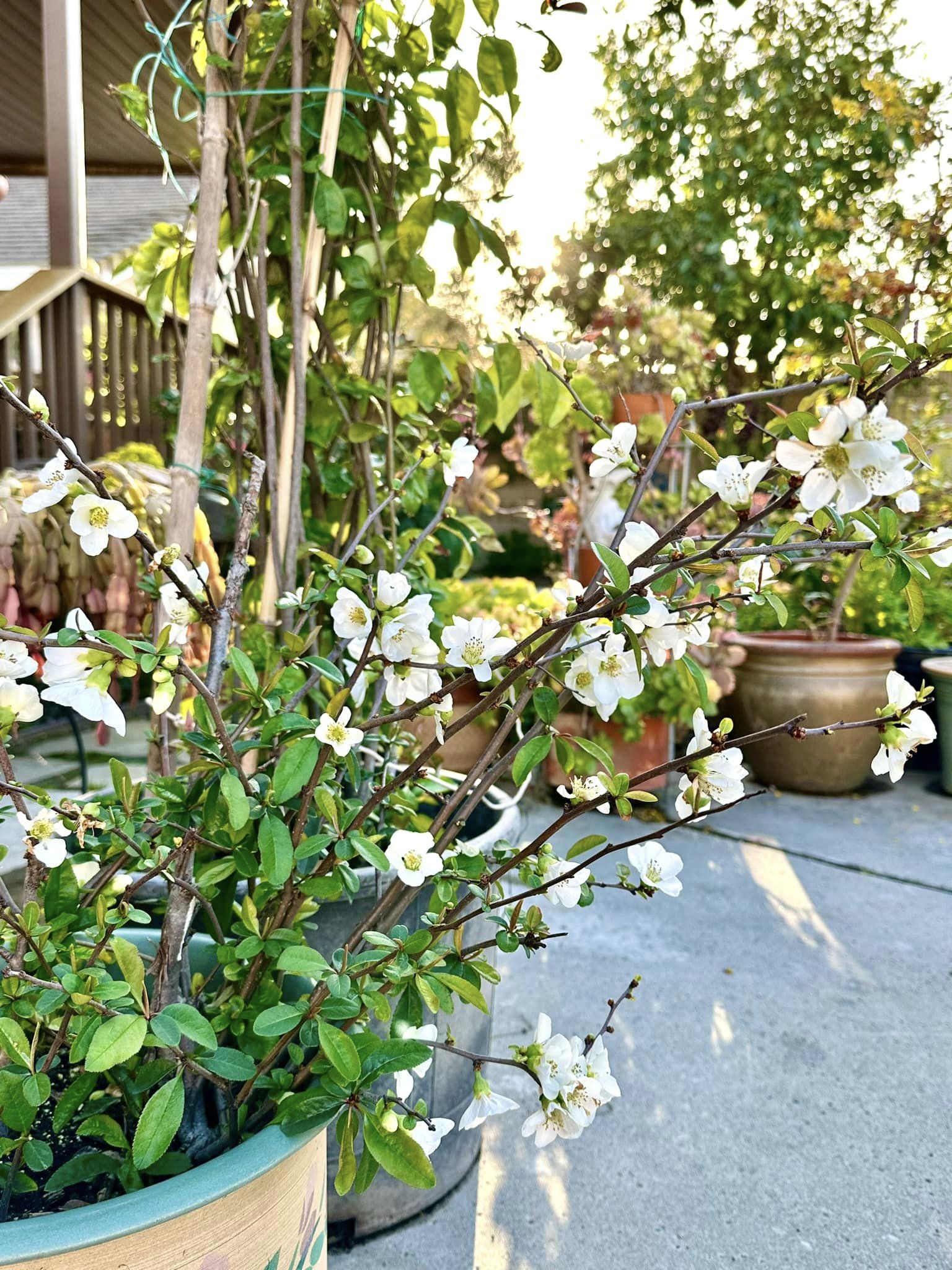 ''Phú bà'' phim Mai sở hữu khu vườn cổ tích ở Mỹ: Hoa trái nhiều vô kể, mùa xuân cây mọc che hết lối đi- Ảnh 16. ''Phú bà'' phim Mai sở hữu khu vườn cổ tích ở Mỹ: Hoa trái nhiều vô kể, mùa xuân cây mọc che hết lối đi- Ảnh 16.