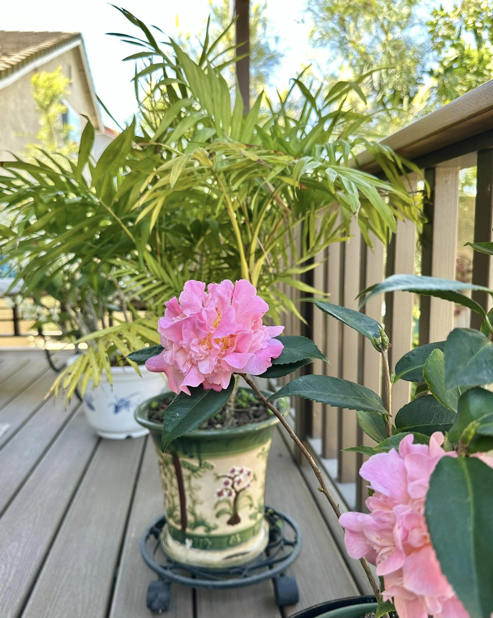 ''Phú bà'' phim Mai sở hữu khu vườn cổ tích ở Mỹ: Hoa trái nhiều vô kể, mùa xuân cây mọc che hết lối đi- Ảnh 8. ''Phú bà'' phim Mai sở hữu khu vườn cổ tích ở Mỹ: Hoa trái nhiều vô kể, mùa xuân cây mọc che hết lối đi- Ảnh 8.