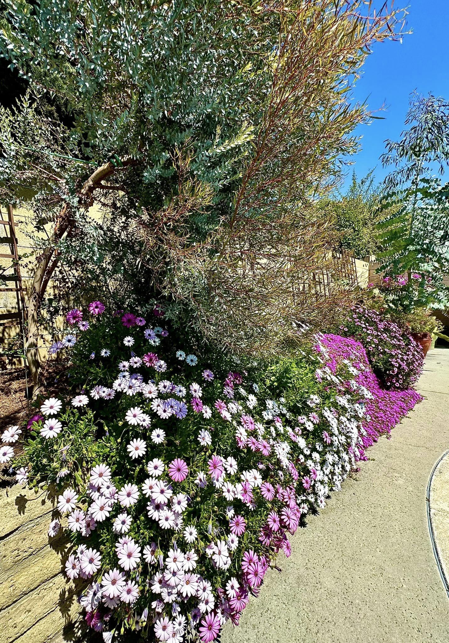 ''Phú bà'' phim Mai sở hữu khu vườn cổ tích ở Mỹ: Hoa trái nhiều vô kể, mùa xuân cây mọc che hết lối đi- Ảnh 6. ''Phú bà'' phim Mai sở hữu khu vườn cổ tích ở Mỹ: Hoa trái nhiều vô kể, mùa xuân cây mọc che hết lối đi- Ảnh 6.