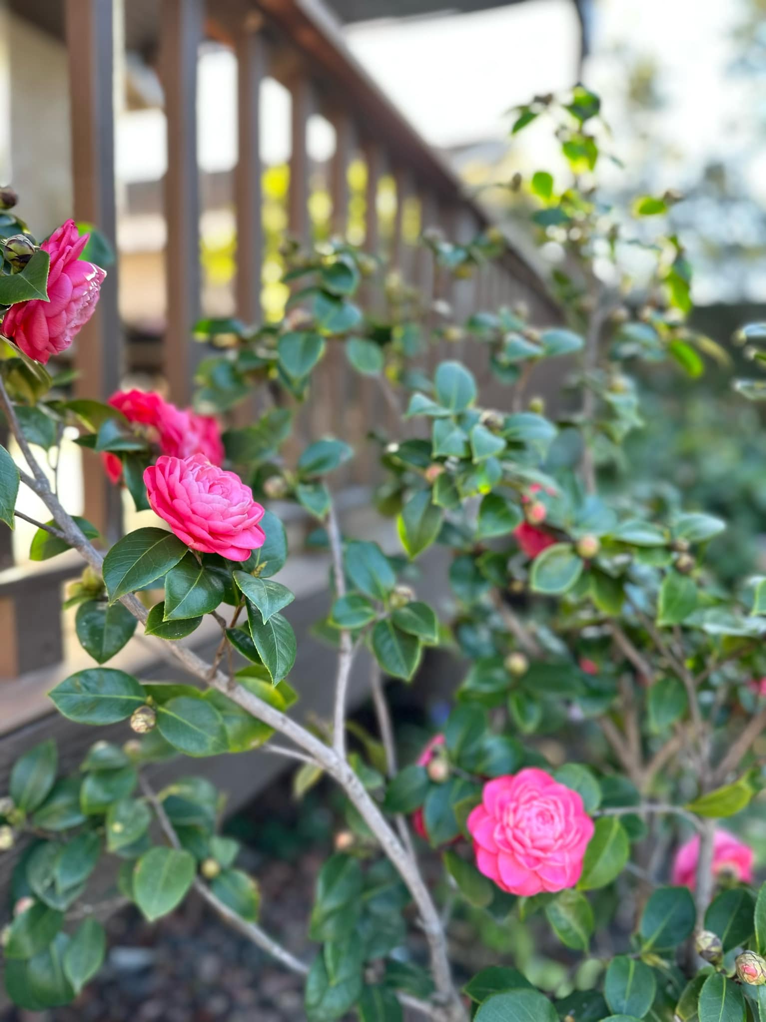 ''Phú bà'' phim Mai sở hữu khu vườn cổ tích ở Mỹ: Hoa trái nhiều vô kể, mùa xuân cây mọc che hết lối đi- Ảnh 11. ''Phú bà'' phim Mai sở hữu khu vườn cổ tích ở Mỹ: Hoa trái nhiều vô kể, mùa xuân cây mọc che hết lối đi- Ảnh 11.