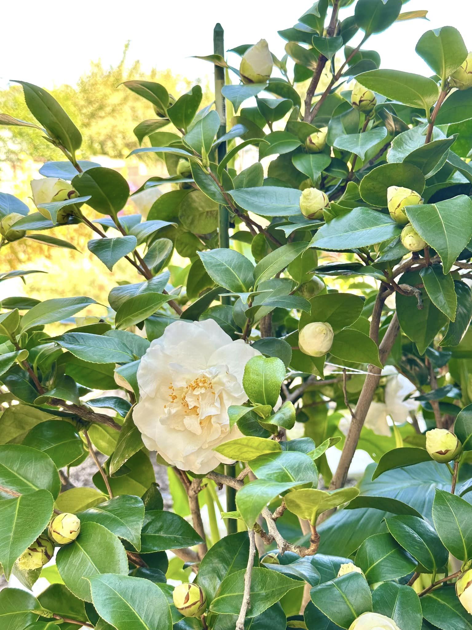 ''Phú bà'' phim Mai sở hữu khu vườn cổ tích ở Mỹ: Hoa trái nhiều vô kể, mùa xuân cây mọc che hết lối đi- Ảnh 13. ''Phú bà'' phim Mai sở hữu khu vườn cổ tích ở Mỹ: Hoa trái nhiều vô kể, mùa xuân cây mọc che hết lối đi- Ảnh 13.