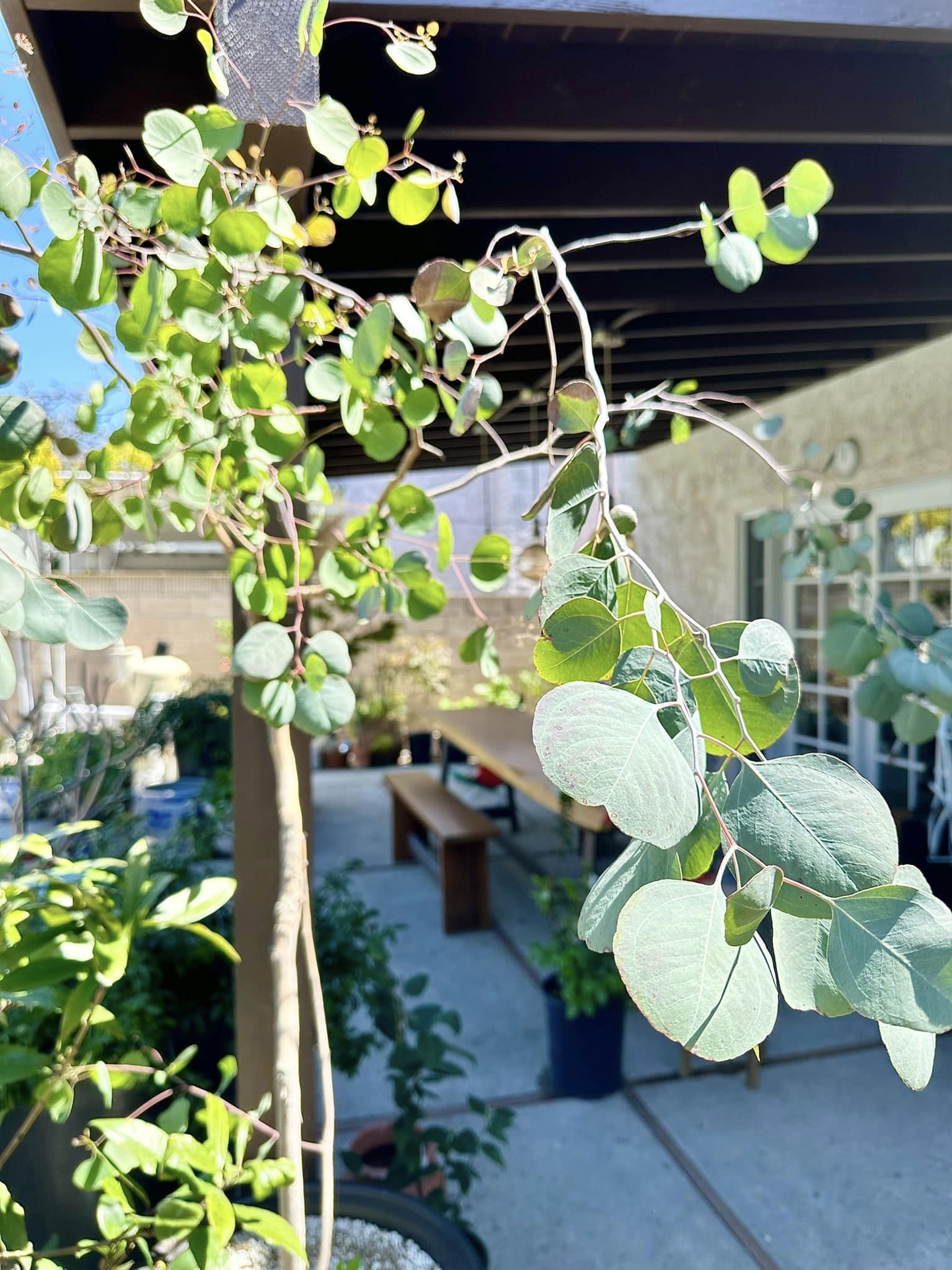 ''Phú bà'' phim Mai sở hữu khu vườn cổ tích ở Mỹ: Hoa trái nhiều vô kể, mùa xuân cây mọc che hết lối đi- Ảnh 17. ''Phú bà'' phim Mai sở hữu khu vườn cổ tích ở Mỹ: Hoa trái nhiều vô kể, mùa xuân cây mọc che hết lối đi- Ảnh 17.