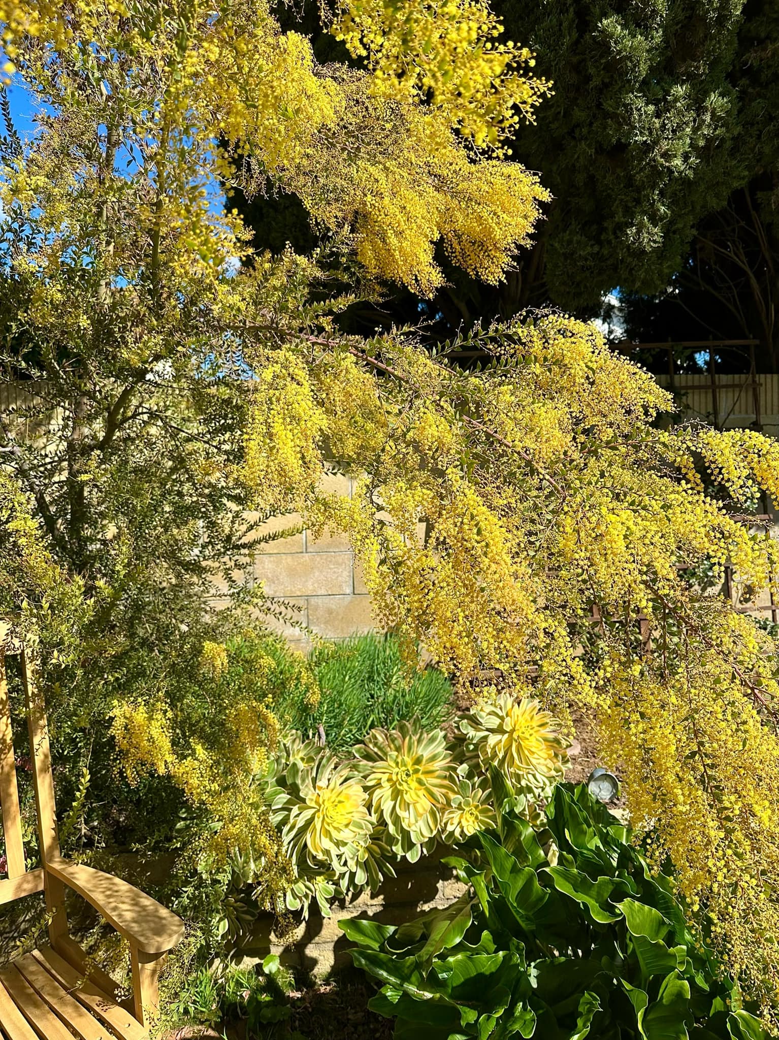 ''Phú bà'' phim Mai sở hữu khu vườn cổ tích ở Mỹ: Hoa trái nhiều vô kể, mùa xuân cây mọc che hết lối đi- Ảnh 9. ''Phú bà'' phim Mai sở hữu khu vườn cổ tích ở Mỹ: Hoa trái nhiều vô kể, mùa xuân cây mọc che hết lối đi- Ảnh 9.