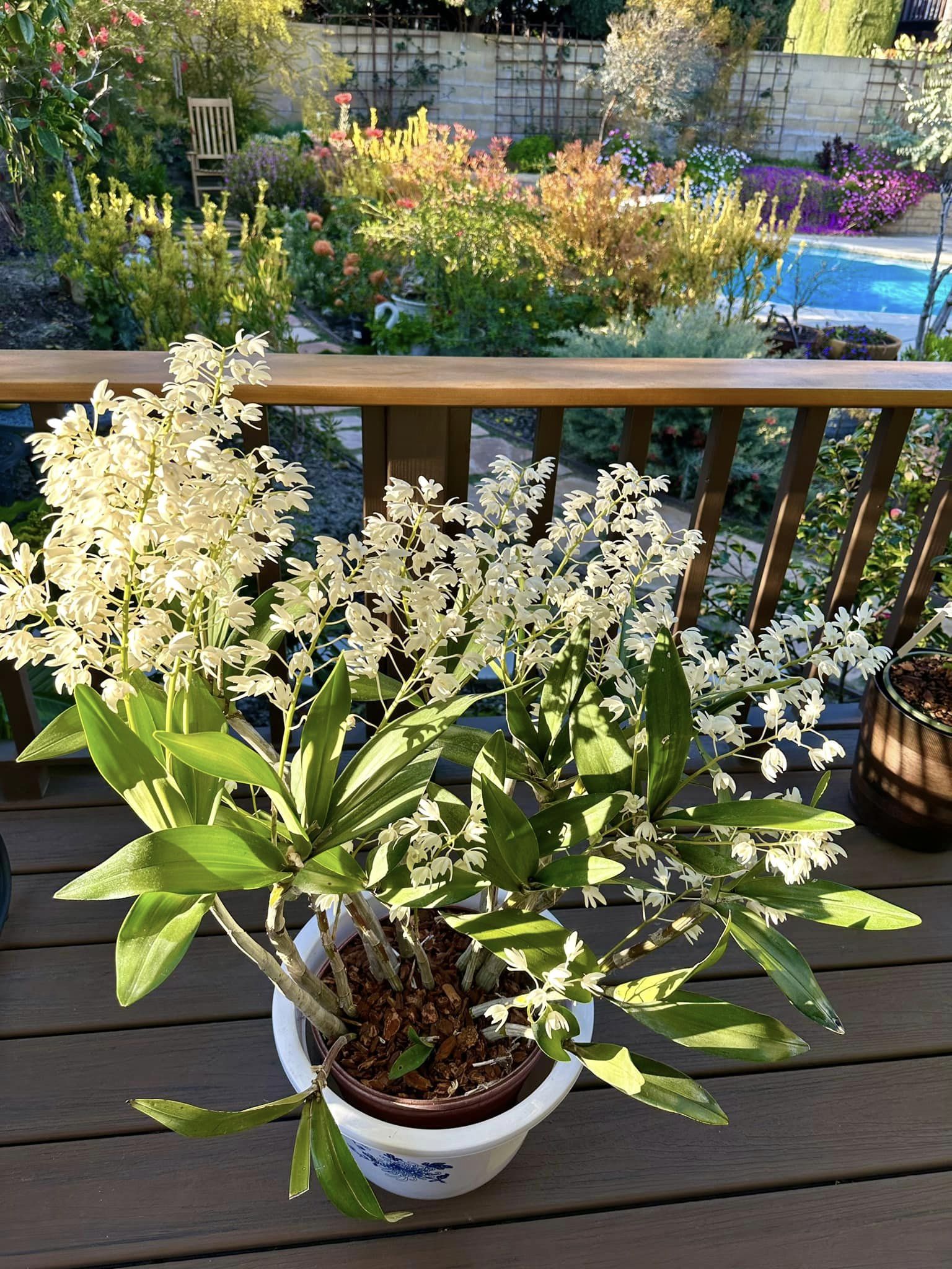 ''Phú bà'' phim Mai sở hữu khu vườn cổ tích ở Mỹ: Hoa trái nhiều vô kể, mùa xuân cây mọc che hết lối đi- Ảnh 15. ''Phú bà'' phim Mai sở hữu khu vườn cổ tích ở Mỹ: Hoa trái nhiều vô kể, mùa xuân cây mọc che hết lối đi- Ảnh 15.