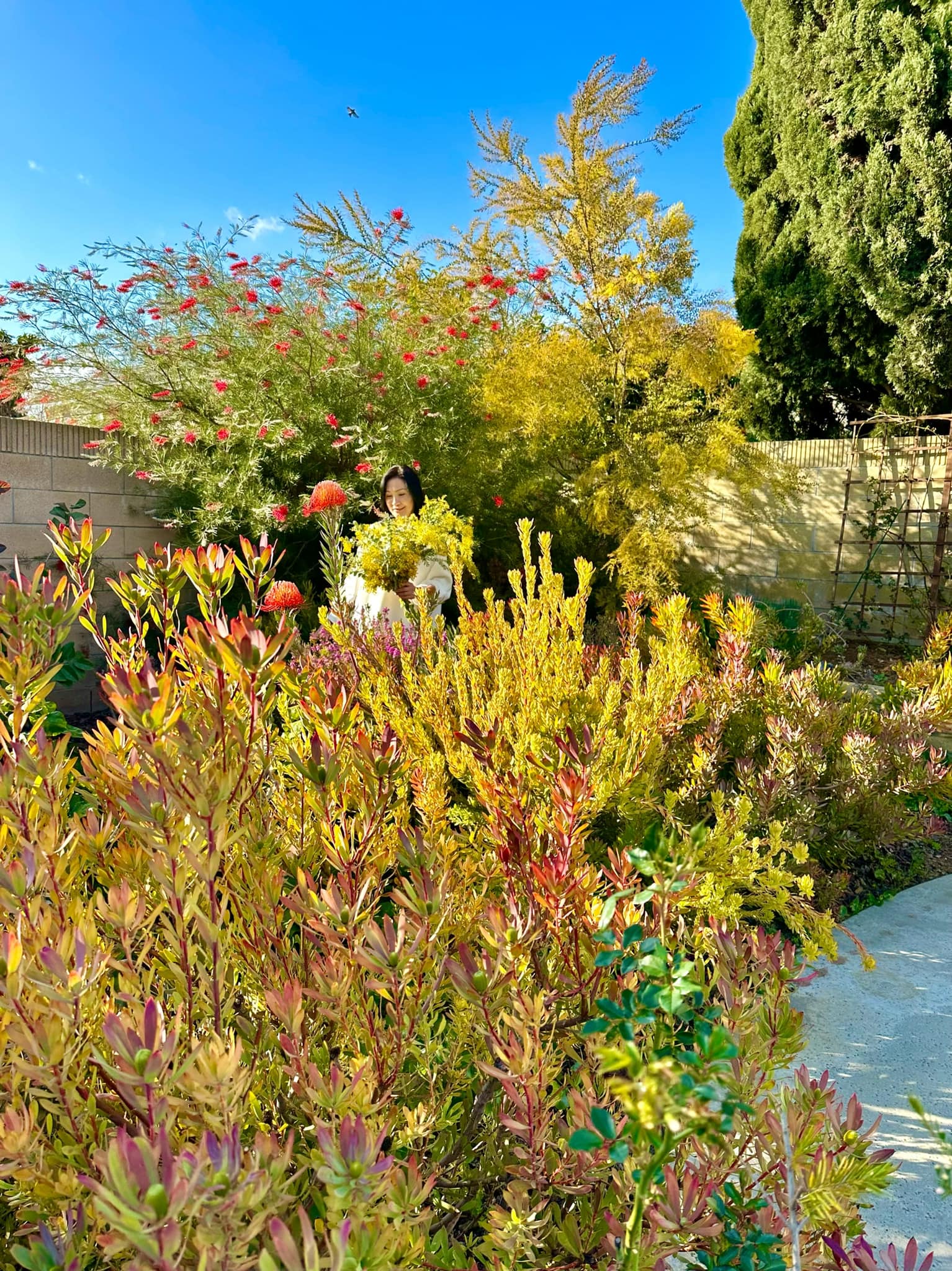 ''Phú bà'' phim Mai sở hữu khu vườn cổ tích ở Mỹ: Hoa trái nhiều vô kể, mùa xuân cây mọc che hết lối đi- Ảnh 14. ''Phú bà'' phim Mai sở hữu khu vườn cổ tích ở Mỹ: Hoa trái nhiều vô kể, mùa xuân cây mọc che hết lối đi- Ảnh 14.