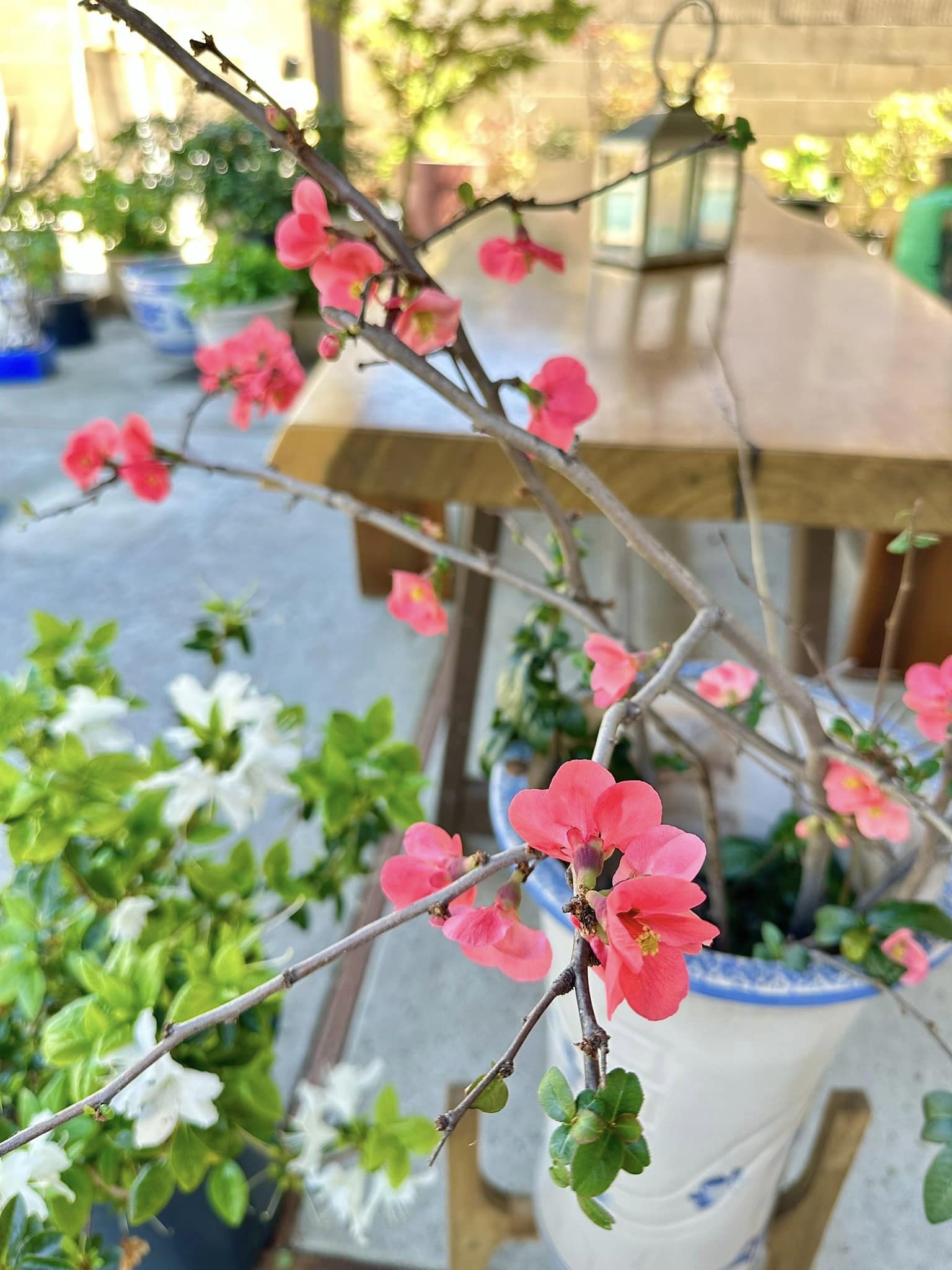 ''Phú bà'' phim Mai sở hữu khu vườn cổ tích ở Mỹ: Hoa trái nhiều vô kể, mùa xuân cây mọc che hết lối đi- Ảnh 12. ''Phú bà'' phim Mai sở hữu khu vườn cổ tích ở Mỹ: Hoa trái nhiều vô kể, mùa xuân cây mọc che hết lối đi- Ảnh 12.